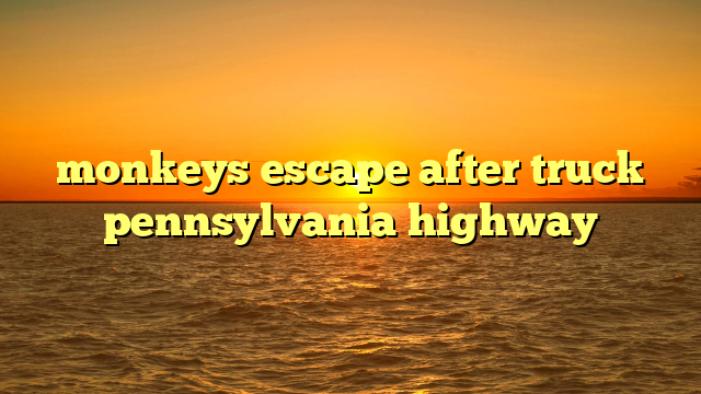 monkeys escape after truck pennsylvania highway